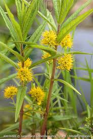Attēlu rezultāti vaicājumam “Lysimachia thyrsiflora leaf”