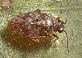 Attēlu rezultāti vaicājumam “Saldula saltatoria”