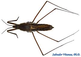 Attēlu rezultāti vaicājumam “Gerridae”