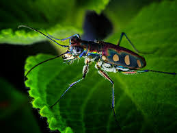 Attēlu rezultāti vaicājumam “Cicindela sylvatica imago”