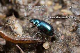 Attēlu rezultāti vaicājumam “Altica sp.”