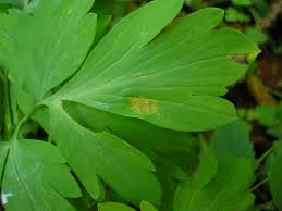 Attēlu rezultāti vaicājumam “Melampsora magnusiana”