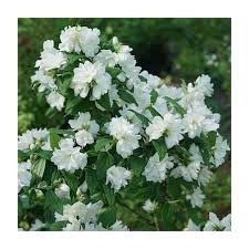 Attēlu rezultāti vaicājumam “Philadelphus coronarius flower”