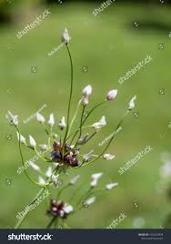 Attēlu rezultāti vaicājumam “Allium oleraceum bud”