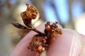 Attēlu rezultāti vaicājumam “Ulmus laevis flower”