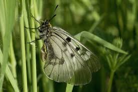 Attēlu rezultāti vaicājumam “Parnassius mnemosyne upperside”