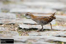 Image result for Porzana pusilla