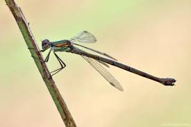 Attēlu rezultāti vaicājumam “Chalcolestes viridis”