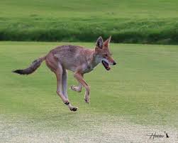 Image result for Hartlepool Coyotes