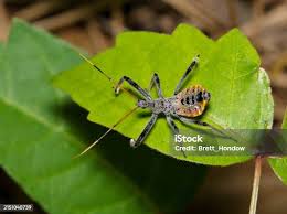 Attēlu rezultāti vaicājumam “Rhynocoris annulatus nymph”