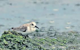 Attēlu rezultāti vaicājumam “Calidris alba adult”
