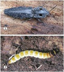 Attēlu rezultāti vaicājumam “Elateridae larva”