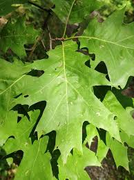 Attēlu rezultāti vaicājumam “Quercus rubra”