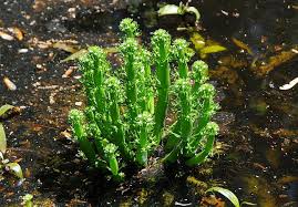 Attēlu rezultāti vaicājumam “Hottonia palustris fruit”