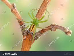 Attēlu rezultāti vaicājumam “Micrommata virescens”