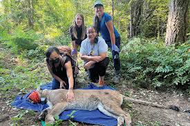 Image result for Craigavon Cougars