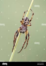 Attēlu rezultāti vaicājumam “Larinioides cornutus male”