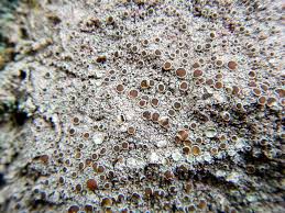 Attēlu rezultāti vaicājumam “Lecanora allophana”