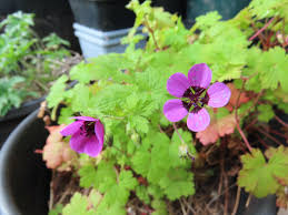 Attēlu rezultāti vaicājumam “Geranium bohemicum bud”
