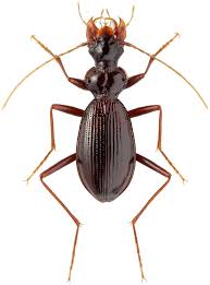 Attēlu rezultāti vaicājumam “Leistus terminatus”