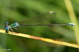 Attēlu rezultāti vaicājumam “Nehalennia speciosa”