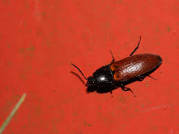 Attēlu rezultāti vaicājumam “Ampedus pomorum”