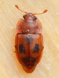 Attēlu rezultāti vaicājumam “Epuraea sp.”