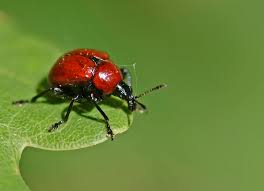 Attēlu rezultāti vaicājumam “Attelabus nitens”