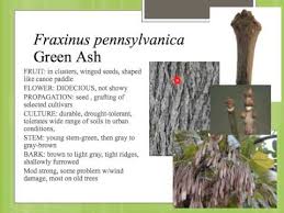 Attēlu rezultāti vaicājumam “Fraxinus pennsylvanica fruit”