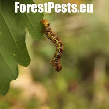 Attēlu rezultāti vaicājumam “Erannis defoliaria larva”