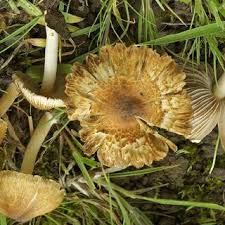 Attēlu rezultāti vaicājumam “Badhamia melanospora”