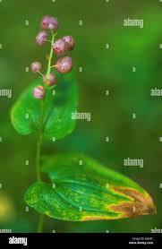 Attēlu rezultāti vaicājumam “Maianthemum bifolium fruit”