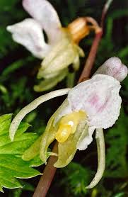 Attēlu rezultāti vaicājumam “Epipogium aphyllum”