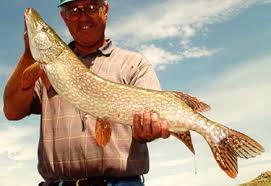 Image result for Esox lucius