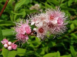Attēlu rezultāti vaicājumam “Spiraea salicifolia”