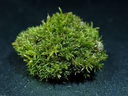 Attēlu rezultāti vaicājumam “Didymodon tophaceus”