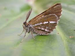 Attēlu rezultāti vaicājumam “Bupalus piniaria”