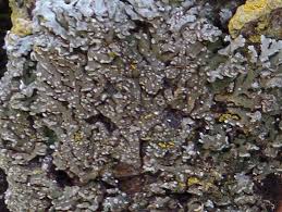 Attēlu rezultāti vaicājumam “Physconia detersa”