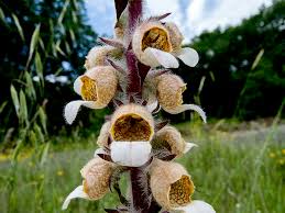 Image result for Digitalis lanata
