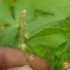 Attēlu rezultāti vaicājumam “Reticularia lobata young”
