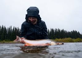 Image result for Salvelinus alpinus