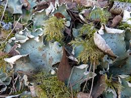 Attēlu rezultāti vaicājumam “Peltigera aphthosa”