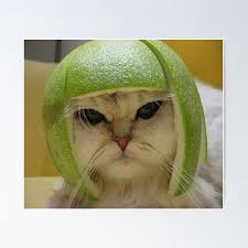 Image result for limecat