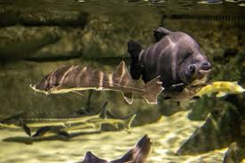 Image result for Acipenser desotoi