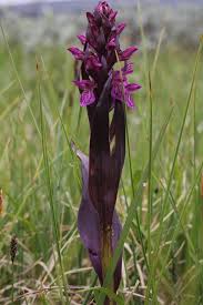 Attēlu rezultāti vaicājumam “Dactylorhiza cruenta”