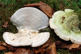 Attēlu rezultāti vaicājumam “Trametes gibbosa”