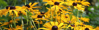 Image result for Rudbeckia Paradisio