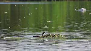 Attēlu rezultāti vaicājumam “Podiceps cristatus nest”