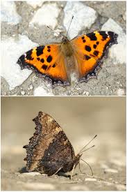 Attēlu rezultāti vaicājumam “Nymphalis xanthomelas”