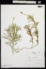 Attēlu rezultāti vaicājumam “Diphasium complanatum”